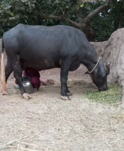 Milking buffalo