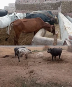 live stock farming